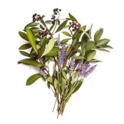 Bondi Wash - Hand Wash - Tasmanian Pepper & Lavender 500ml