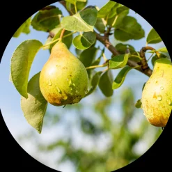 ECOYA - French Pear Mini Madison Candle - 80g Soy Candle